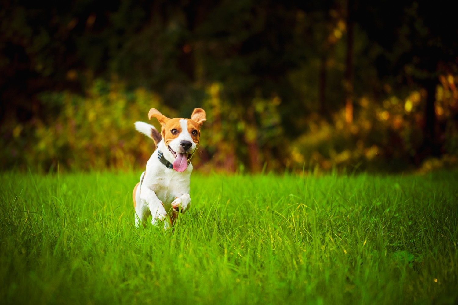 Dog running in grass